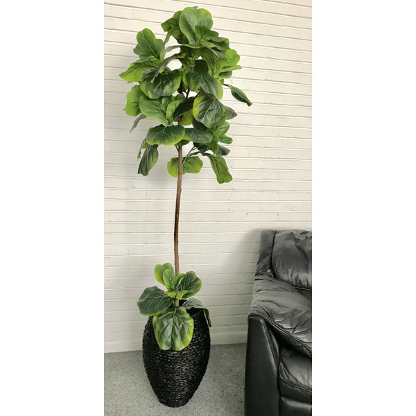 Bayou Breeze Green FiddleLeaf Fig Palm Tree in Basket & Reviews Wayfair